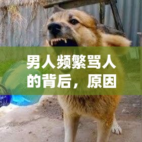 男人頻繁罵人的背后，原因與應(yīng)對(duì)之策
