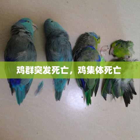 雞群突發(fā)死亡，雞集體死亡 