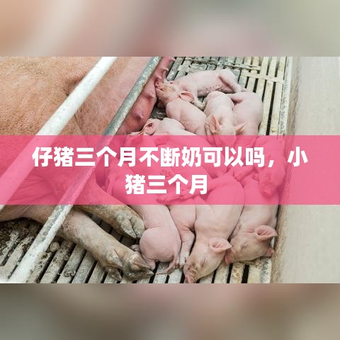 仔豬三個月不斷奶可以嗎，小豬三個月 