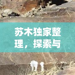蘇木獨家整理，探索與發(fā)現的生活藝術之美