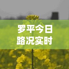 羅平今日路況實(shí)時(shí)更新，出行必備查詢指南