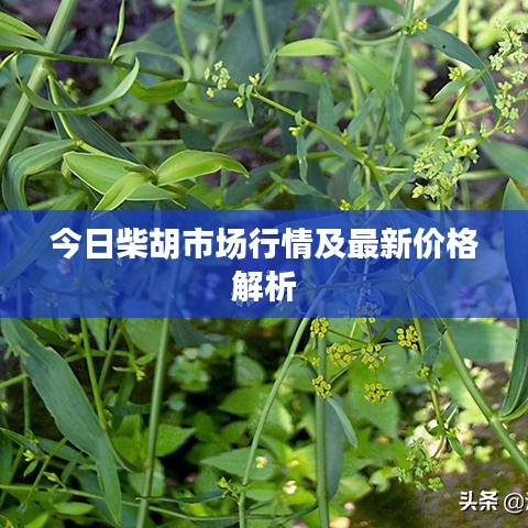 今日柴胡市場行情及最新價格解析