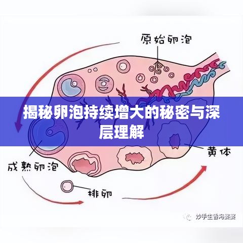 揭秘卵泡持續(xù)增大的秘密與深層理解