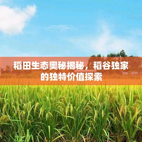 稻田生態(tài)奧秘揭秘，稻谷獨(dú)家的獨(dú)特價(jià)值探索