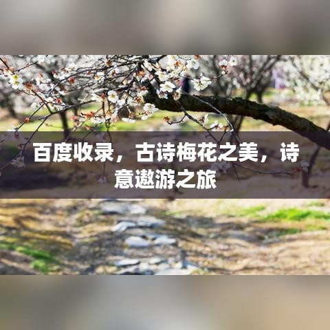 百度收錄，古詩梅花之美，詩意遨游之旅