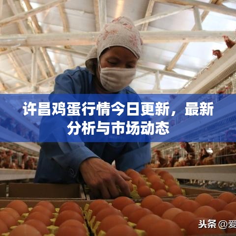 許昌雞蛋行情今日更新，最新分析與市場動態(tài)