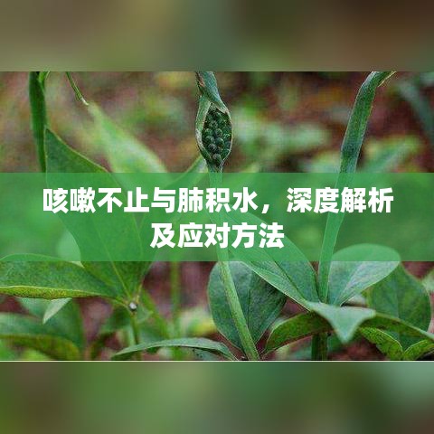 咳嗽不止與肺積水，深度解析及應(yīng)對方法