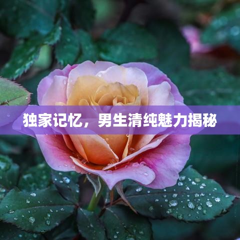 獨(dú)家記憶，男生清純魅力揭秘