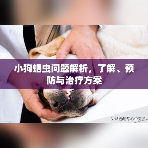 小狗蛔蟲問題解析，了解、預(yù)防與治療方案