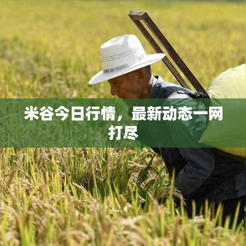 米谷今日行情，最新動(dòng)態(tài)一網(wǎng)打盡