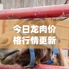 今日龍肉價(jià)格行情更新，最新市場走勢分析