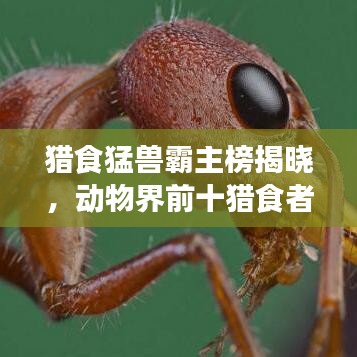 獵食猛獸霸主榜揭曉，動物界前十獵食者排名榜單！