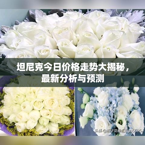 坦尼克今日價格走勢大揭秘，最新分析與預(yù)測