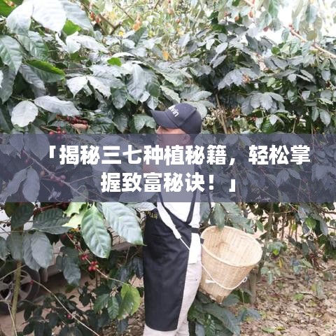 「揭秘三七種植秘籍，輕松掌握致富秘訣！」