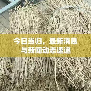 今日當(dāng)歸，最新消息與新聞動(dòng)態(tài)速遞