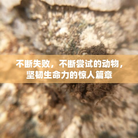 不斷失敗，不斷嘗試的動物，堅韌生命力的驚人篇章